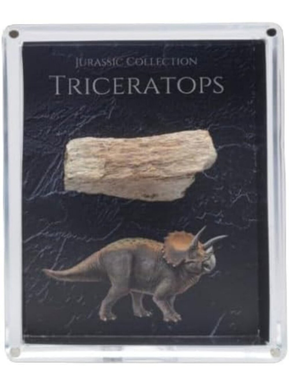 Genuine Triceratops Fossil Bone Gift Box - 67M Year Old Cretaceous Specimen in